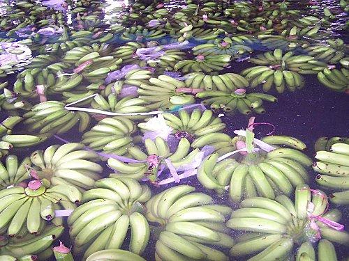 SRI LANKA : L'ODYSSEE DE LA BANANE SRI-LANKA-1-389.JPG