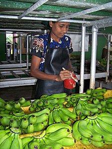 SRI LANKA : L'ODYSSEE DE LA BANANE SRI-LANKA-1-395.JPG
