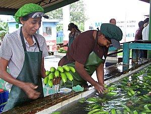 SRI LANKA : L'ODYSSEE DE LA BANANE SRI-LANKA-1-392.JPG