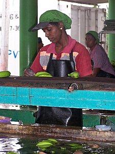 SRI LANKA : L'ODYSSEE DE LA BANANE SRI-LANKA-1-390.JPG