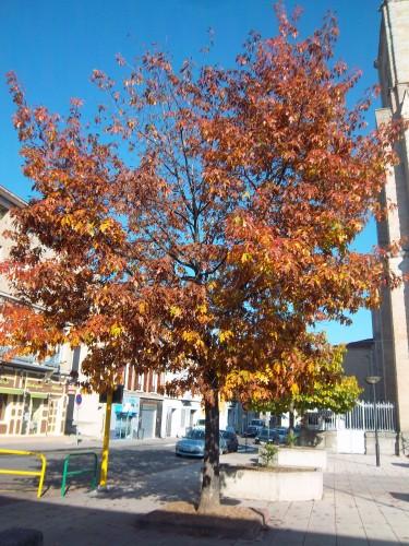 Nous avons aimé voir cet après-midi l'église de Rive-de-Gier 100_2047.JPG