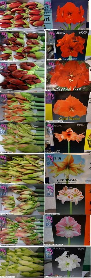 Amaryllis_fleurs_variétés Amaryllis_fleurs_variétés