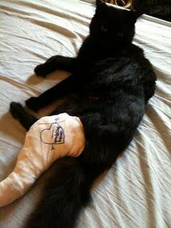 Statut : En couple (avec mon chat) Statut : En couple (avec mon chat)