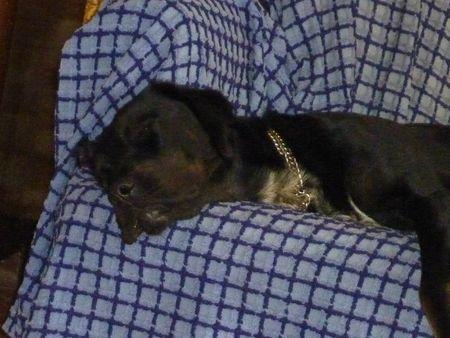 l'essuie-tout P1100177