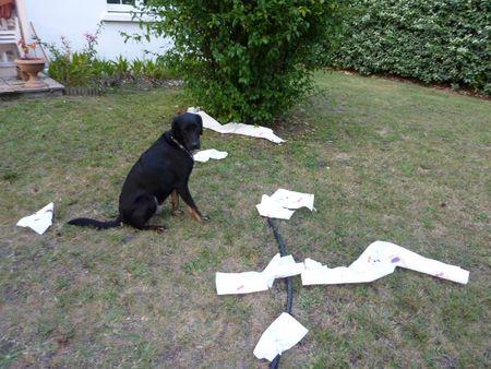 l'essuie-tout P1100073