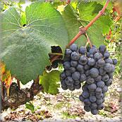 Les cépages des vins de Bordeaux