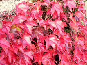 Images d'automne (un peu trafiquées ....) Tour de jardin 010