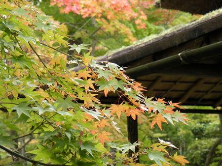 La balade d'Arashiyama ... Japon_Kyoto_2009_2020