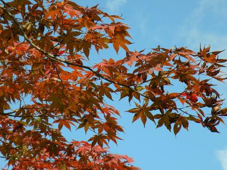 La balade d'Arashiyama ... Japon_Kyoto_2009_2045