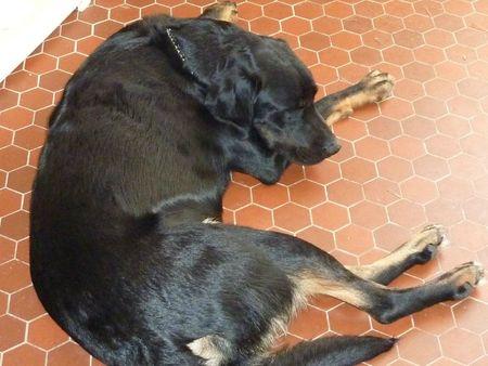 J'ai piqué une bricole à ma maîtresse P1100194