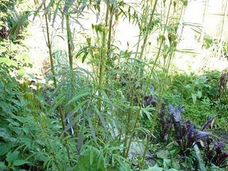 La Huacatay,Essence des Andes La Huacatay,Essence des Andes