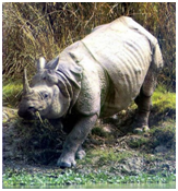 Extinction du rhinocéros de Java au Viet-Nam