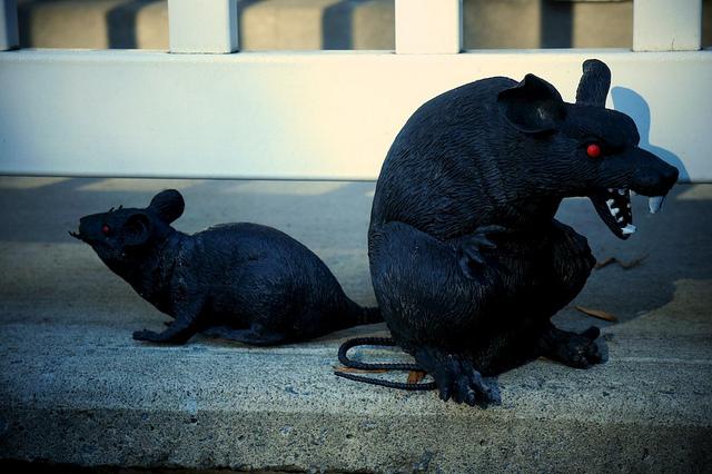 J'aime mes voisins... DSC05786