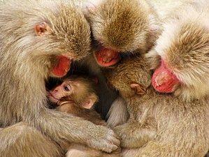 macaque-family-japan-081809_3640_990x742.jpg