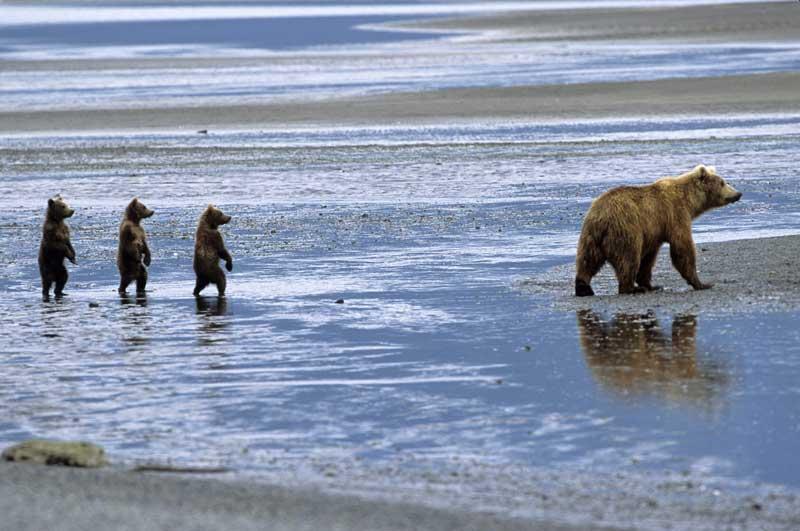 <b></div>La valse des oursons</b>. Ce magnifique cliché animalier a été pris dans l’un des derniers paradis pour ours bruns, le Parc national de Katmai, à l’ouest de l’Alaska. Plus de2000 plantigrades y profitent d’un gigantesque territoire, truffé de fjords, de vallées glaciaires, de toundras et de plages volcaniques, où abonde en prime leur nourriture préférée : d’énormes colonies de saumons roses du Pacifique, qu’ils s’amusent à happer dans le courant lorsque ces poissons remontent les rivières. D’où l’incroyable sérénité que trahit la posture des trois oursons : on ne sait pas ce qui attire leur attention, mais on devine qu’ils n’ont jamais rien eu à redouter ni de la nature ni des hommes. 