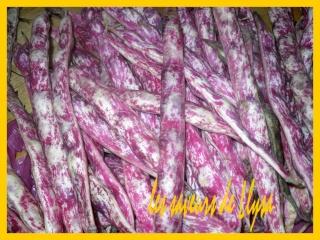 ragoût de haricots roses à écosser (loubia tafsiss)