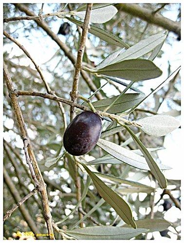 olive-2011.jpg