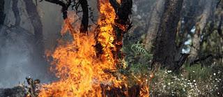 Incendie à La Réunion : polémique sur les moyens engagés par l'État