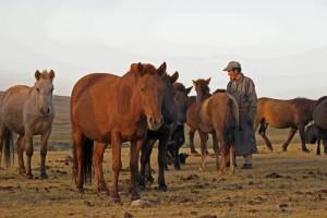chevaux de Mongolie troqués contre du thé