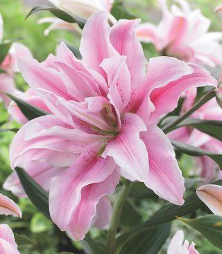 Lys fabiola_page1_image1 Lys fabiola_page1_image1