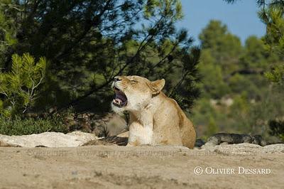 Ces animaux !