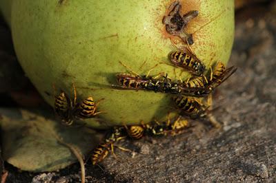 Vanessa et le paradis Vanessa et le paradis