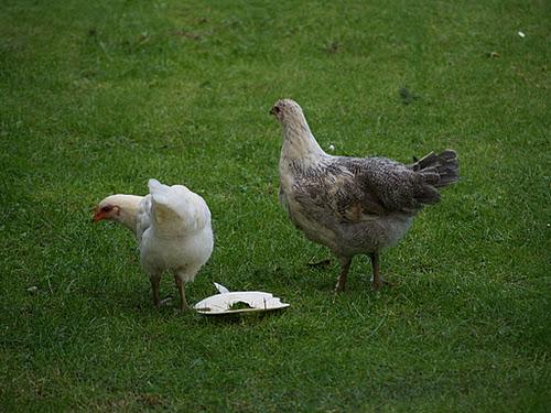 Trop de poulettes Trop de poulettes