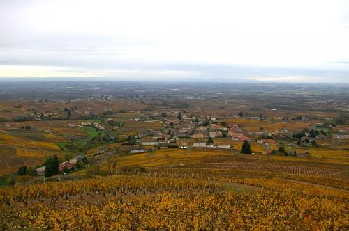 VDV#40: polygamie beaujolaise... (deuxième partie) vendredis du vin,gamay,beaujolais,beaujolais nouveau