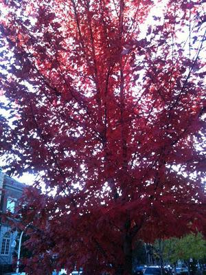 Récolte automnale Récolte automnale