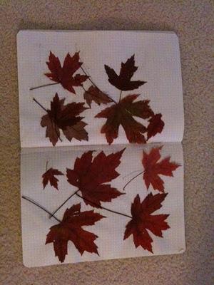 Récolte automnale Récolte automnale