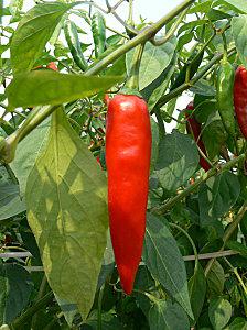 Quelques festivals coréens régionaux P1070514