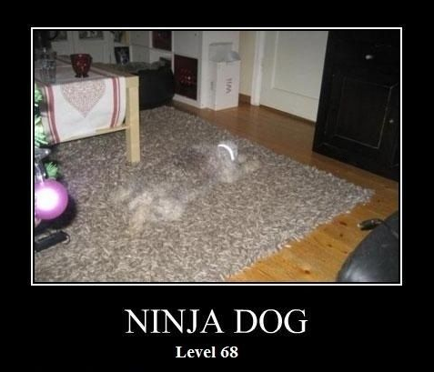 Ninja Dog Ninja Dog