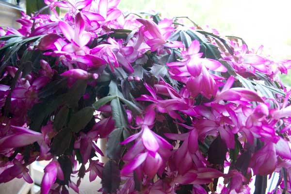 7 jours, 7 photos 7 jours, 7 photos