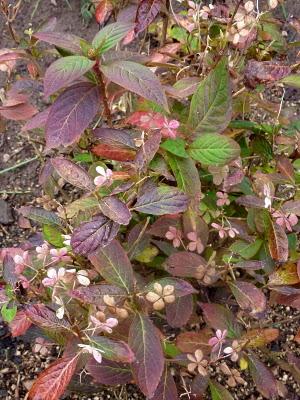 Il n'aura fallu que cinq jours pour voir le chêne rouge..... Il n'aura fallu que cinq jours pour voir le chêne rouge.....