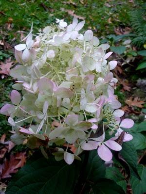 Il n'aura fallu que cinq jours pour voir le chêne rouge..... Il n'aura fallu que cinq jours pour voir le chêne rouge.....