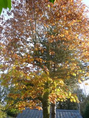 Il n'aura fallu que cinq jours pour voir le chêne rouge..... Il n'aura fallu que cinq jours pour voir le chêne rouge.....
