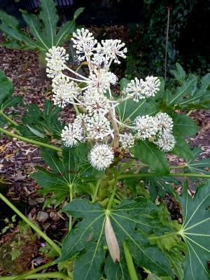 Il n'aura fallu que cinq jours pour voir le chêne rouge..... Il n'aura fallu que cinq jours pour voir le chêne rouge.....