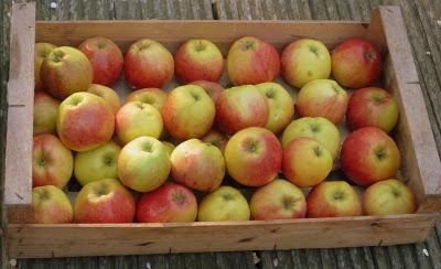 Il n'aura fallu que cinq jours pour voir le chêne rouge..... Il n'aura fallu que cinq jours pour voir le chêne rouge.....