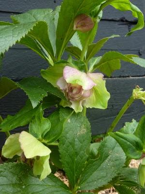 Il n'aura fallu que cinq jours pour voir le chêne rouge..... Il n'aura fallu que cinq jours pour voir le chêne rouge.....
