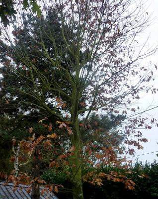 Il n'aura fallu que cinq jours pour voir le chêne rouge..... Il n'aura fallu que cinq jours pour voir le chêne rouge.....
