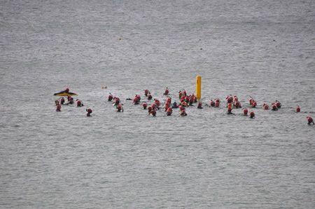 documentaire ﹌ nature otaries