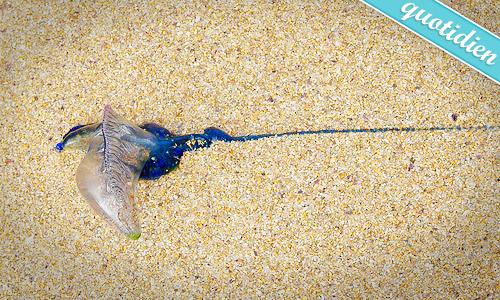 Blessure de guerre Blessure de guerre