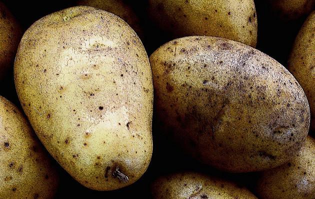 Fortuna, la patate OGM bientôt dans vos assiettes ?
