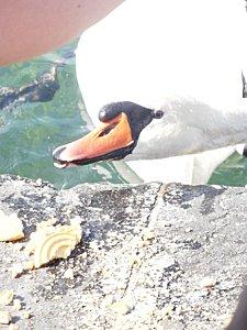 C'est en septembre...Genève bordeaux et gwada 181