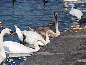 C'est en septembre...Genève bordeaux et gwada 178