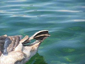 C'est en septembre...Genève bordeaux et gwada 198