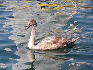 C'est en septembre...Genève bordeaux et gwada 176