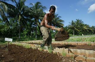 MACROÉCONOMIE : Les dilemmes de l'agriculture cubaine