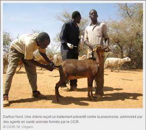 Soudan : plus d’un million de têtes de bétail vaccinées