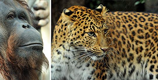 C’est mercredi, et si vous rendiez visite aux animaux menagerie